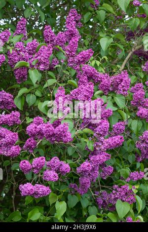 Garten-Flieder, Flieder, Blüten, Blüten, blühend, Gemeiner Flieder, Gartenflieder, Syringa vulgaris, Gemeine Flieder, Französische Flieder, Le lilas commun, lilas Stockfoto