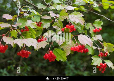 Gemeiner Schneeball, Gewöhnlicher Schneeball, Schneeball, Frucht, Früchte, Beeren, Viburnum opulus, Wacholderrose, europäischer Kranichbusch, Cranberrybus Stockfoto