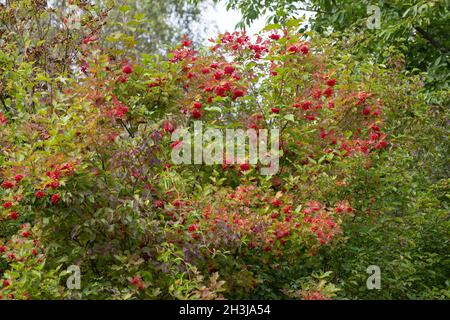 Gemeiner Schneeball, Gewöhnlicher Schneeball, Schneeball, Frucht, Früchte, Beeren, Viburnum opulus, Wacholderrose, europäischer Kranichbusch, Cranberrybus Stockfoto