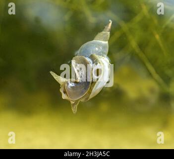 Spitz zulaufende Schlammschnecke; Spitzhornschnecke; Lymnaea stagnalis Stockfoto