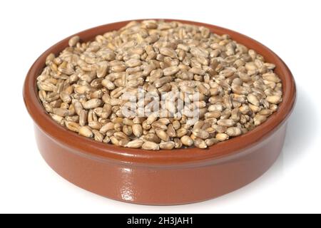 Triticale, Wintertriticale, Triticosecale, Rimpauii, Stockfoto