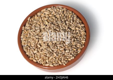 Triticale, Wintertriticale, Triticosecale, Rimpauii, Stockfoto