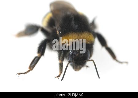 Erdhummel; Bombus; terrestris Stockfoto