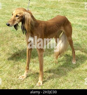 Saluki, Hunderasse, Windhund, gefiedert, Stockfoto