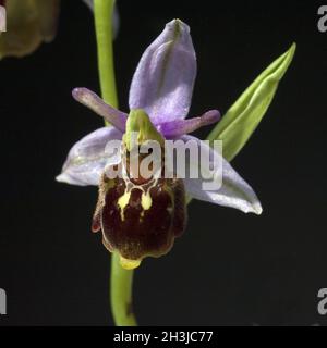 Bienenragenkraut, Ophrys apifera, Orchidee Stockfoto