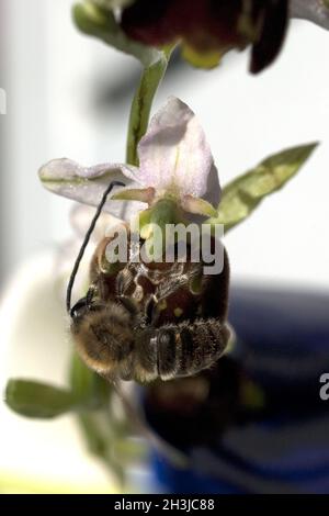 Bienenragenkraut, Ophrys apifera, Orchidee Stockfoto