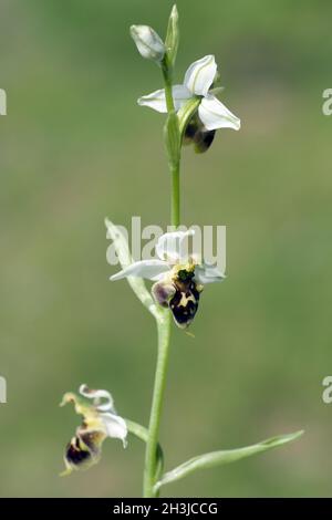 Hummel-Ragwurz, Ophrys Holoserica, Ragwurz, Orchidee Stockfoto