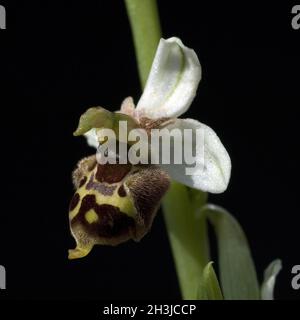 Hummel-Ragwurz, Ophrys Holoserica, Ragwurz, Orchidee Stockfoto