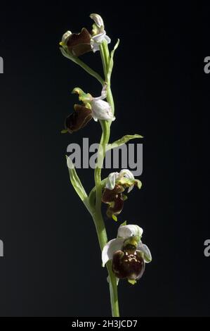 Hummel-Ragwurz, Ophrys Holoserica, Ragwurz, Orchidee Stockfoto