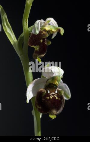 Hummel-Ragwurz, Ophrys Holoserica, Ragwurz, Orchidee Stockfoto