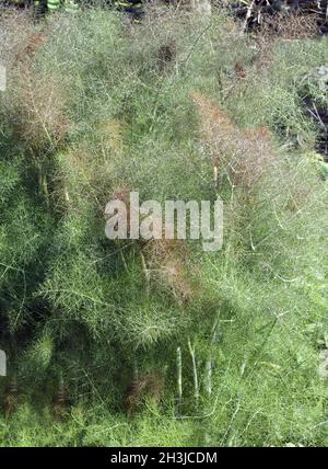 Bronze-fenchel, foeniculum, Vulgare, Purpureum, Stockfoto