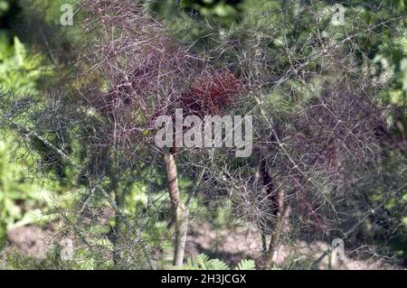 Bronze-fenchel, foeniculum, Vulgare, Purpureum, Stockfoto