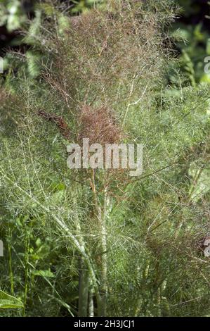 Bronze-fenchel, foeniculum, Vulgare, Purpureum, Stockfoto