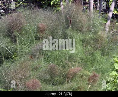 Bronze-fenchel, foeniculum, Vulgare, Purpureum, Stockfoto