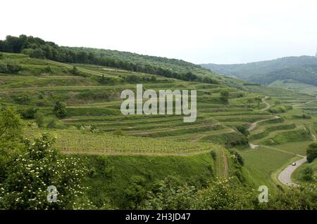 Weinterrassen, Weinanbaugebiet, Weinberg, Terrassen, Kaiserstuhl Stockfoto
