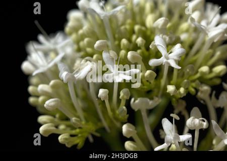 Spornblume Centranthus Ruber, Alba, Albus, Stockfoto