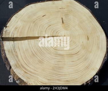 Jahresringe; Fichte; picea; Abies; Norwegenfichte; Jahresring; Ring aus Holz; Stockfoto