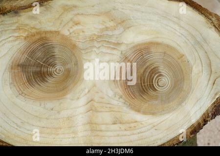 Jahresringe; Fichte; picea; Abies; Norwegenfichte; Jahresring; Ring aus Holz; Stockfoto