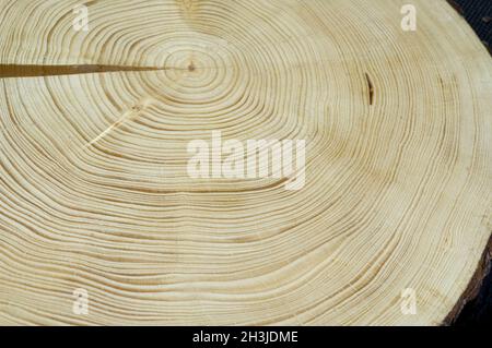 Jahresringe; Fichte; picea; Abies; Norwegenfichte; Jahresring; Ring aus Holz; Stockfoto