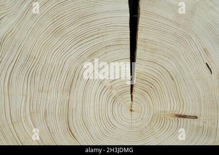 Jahresringe; Fichte; picea; Abies; Norwegenfichte; Jahresring; Ring aus Holz; Stockfoto