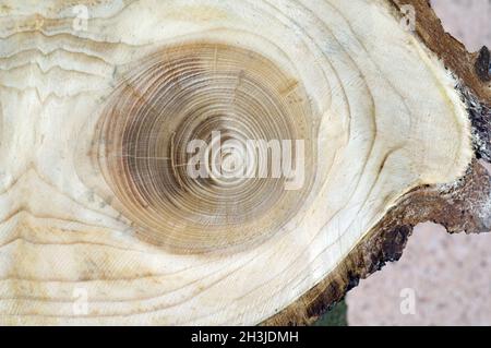 Jahresringe; Fichte; picea; Abies; Norwegenfichte; Jahresring; Ring aus Holz; Stockfoto