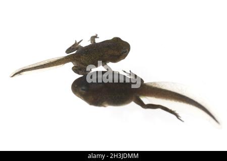 Junge Frosch, jung, croet, bufo, bufo, Erdkrute, Stockfoto