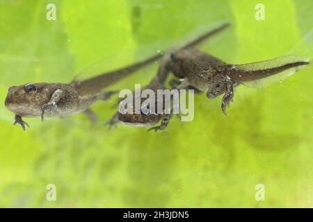 Junge Frosch, jung, croet, bufo, bufo, Erdkrute, Stockfoto