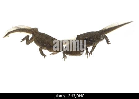 Junge Frosch, jung, croet, bufo, bufo, Erdkrute, Stockfoto