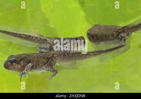 Junge Frosch, jung, croet, bufo, bufo, Erdkrute, Stockfoto