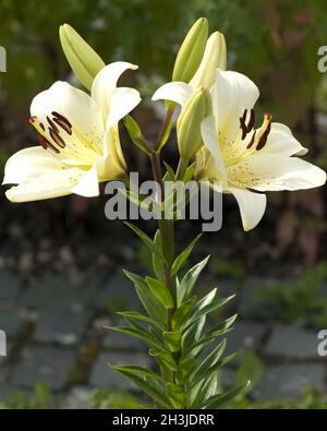 Madonnen-Lilie, Lilium, Candidum, Stockfoto