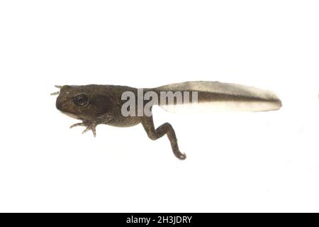 Junge Frosch, jung, croet, bufo, bufo, Erdkrute, Stockfoto