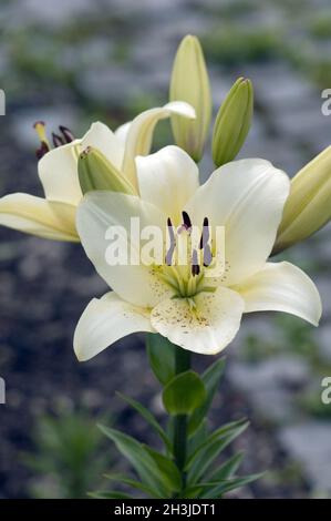 Madonnen-Lilie, Lilium, Candidum, Stockfoto