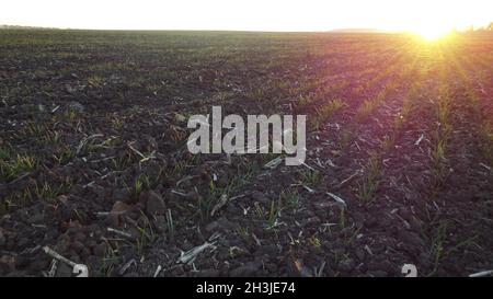 Weizenfeld steigt und Sonnenaufgang. Sprossen von jungen Körnern, die aus dem Boden keimen Stockfoto