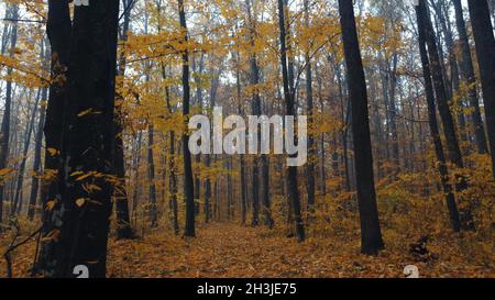Gehen Sie auf dem Weg, der mit Herbstblättern übersät ist. Herbstpark oder Wald. Herbstlicher Morgennebel in einem dichten Wald zwischen Bäumen mit gelb fallenden Blättern. Stockfoto
