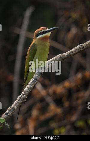 Madagaskar-Bienenfresser - Merops superciliosus, wunderschön gefärbter Bienenfresser aus afrikanischen Büschen, Seen und Flüssen, Queen Elizabeth National Park, Uganda. Stockfoto