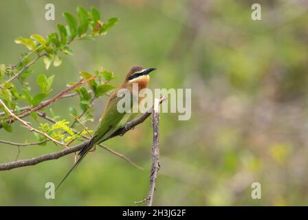 Madagaskar-Bienenfresser - Merops superciliosus, wunderschön gefärbter Bienenfresser aus afrikanischen Büschen, Seen und Flüssen, Queen Elizabeth National Park, Uganda. Stockfoto