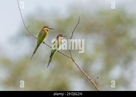 Madagaskar-Bienenfresser - Merops superciliosus, wunderschön gefärbter Bienenfresser aus afrikanischen Büschen, Seen und Flüssen, Queen Elizabeth National Park, Uganda. Stockfoto