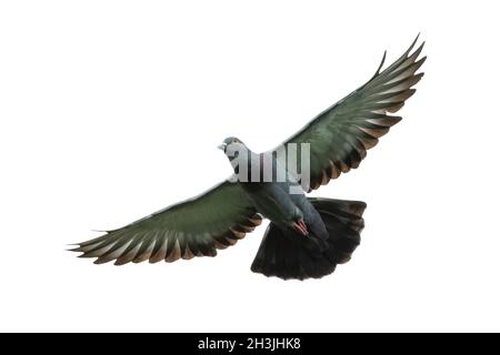 Bild von Taube fliegen isoliert auf weißem Hintergrund., Vogel, Tiere. Stockfoto