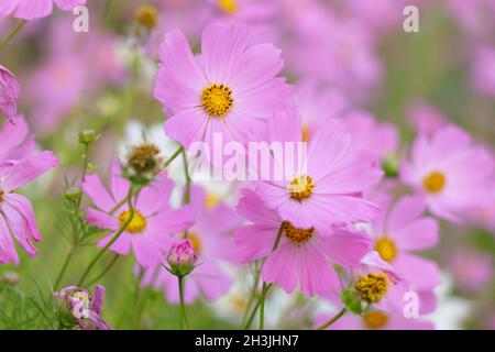 Blüte des Kosmos bipinnatus oder Gartenkosmos. Blume mexikanischer Aster Stockfoto