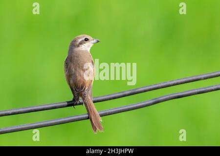 Bild von Braunwürger (Lanius cristatus) auf Naturhintergrund. Vogel. Tiere. Stockfoto