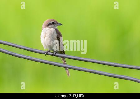 Bild von Braunwürger (Lanius cristatus) auf Naturhintergrund. Vogel. Tiere. Stockfoto