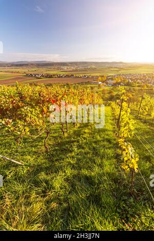 Vertikale Aufnahme eines landschaftlich reizvollen Weinbergs in einer wunderschönen Herbstlandschaft in Süddeutschland bei Sonnenuntergang Stockfoto