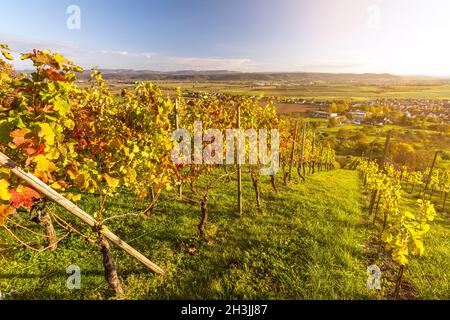 Landschaftlich schöner Weinberg in wunderschöner Herbstlandschaft in Süddeutschland bei Sonnenuntergang Stockfoto