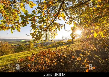 Die Sonne scheint durch die bunten Blätter eines Baumes auf einem Weinberg in einer wunderschönen Herbstlandschaft Stockfoto