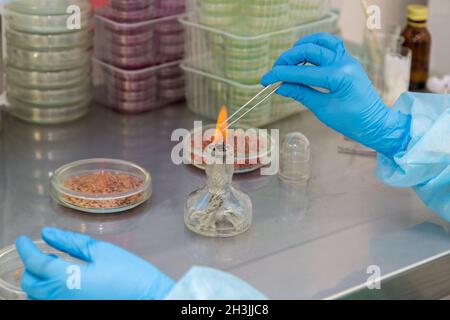 Die Wissenschaftler forschen. Penicilliumpilze auf Agarplatte im Labor Stockfoto