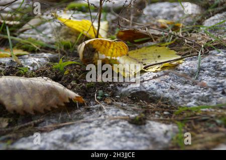 Alte asphaltierte Straße im Herbst. Trockene Blätter auf einem Steinpfad. Stockfoto