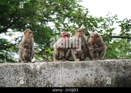 Haubenmakaken, auch bekannt als zati, eine im südlichen Indien endemische Art von Makaken. Stockfoto