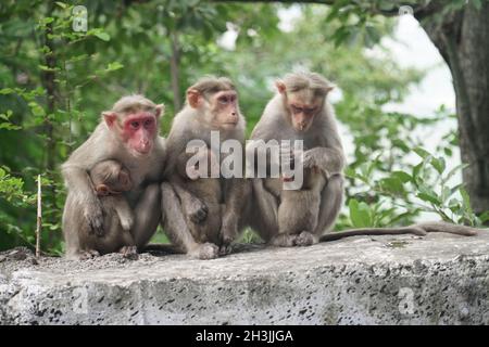 Haubenmakaken, auch bekannt als zati, eine im südlichen Indien endemische Art von Makaken. Stockfoto