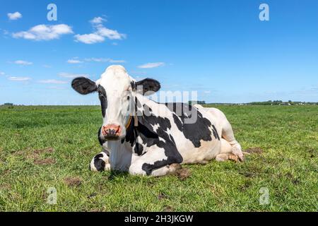 Kuh liegend glücklich, Beine gekräuselt, rosa Nase, schüchtern auf grünem Gras, entspannt auf der Wiese, von vorne unter blauem Himmel gesehen Stockfoto