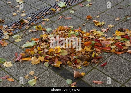 Gefallene trockene Blätter im Herbst, die vom Wind in einem Haufen zusammengeblasen werden Stockfoto
